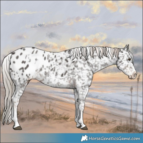 Horse Color:White Spotted Liver Chestnut Sabino Blanket Rabicano 