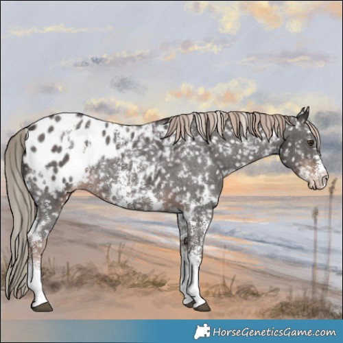 Horse Color:White Spotted Liver Chestnut Sabino Appaloosa Rabicano 