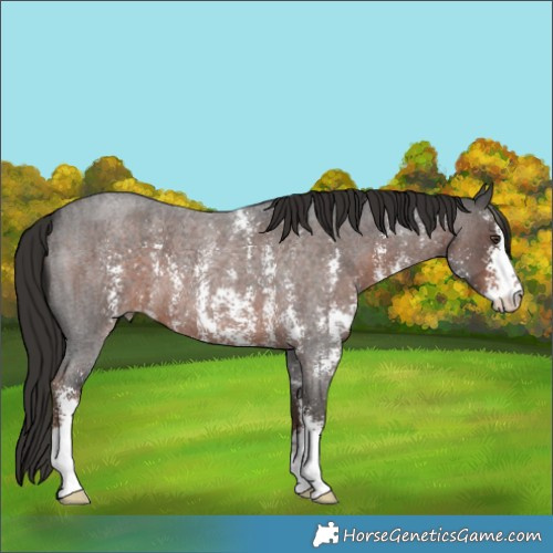 Horse Color:Liver Red Roan Sabino 