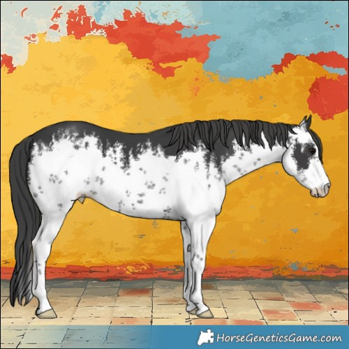 Horse Color:White Spotted Black