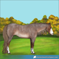 Horse Color:Liver Red Roan Sabino