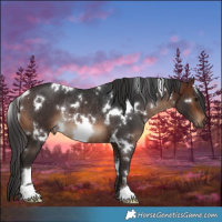 Horse Color:White Spotted Brown Rabicano 