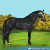 Horse Color:Gray Black 
