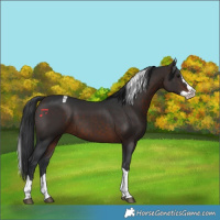 Horse Color:Brown Splash Tobiano