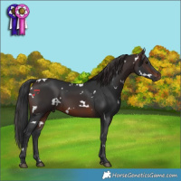 Horse Color:White Spotted Brown 