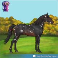 Horse Color:White Spotted Brown 