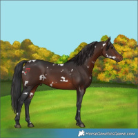 Horse Color:White Spotted Brown