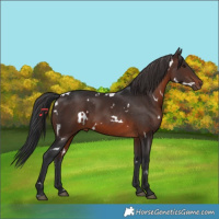 Horse Color:White Spotted Brown