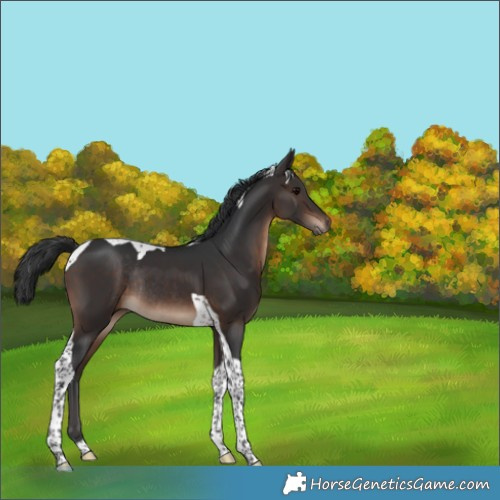 Horse Color:Brown Tobiano Rabicano 