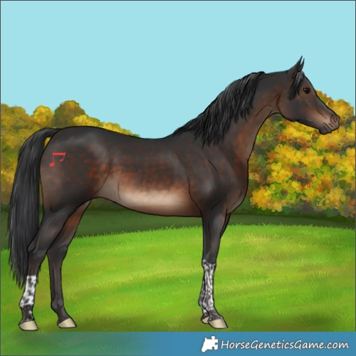 Horse Color:Brown Tobiano 