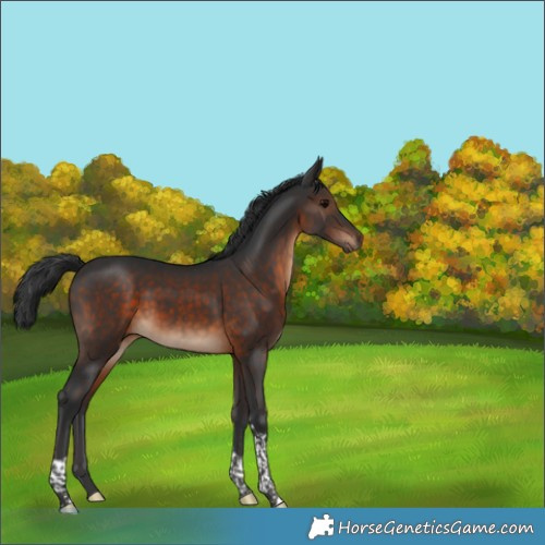 Horse Color:Brown Tobiano