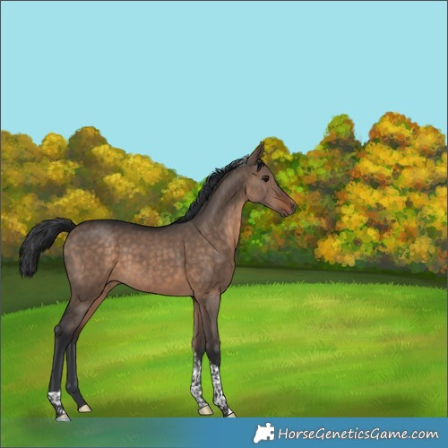 Horse Color:Brown Dun Tobiano 