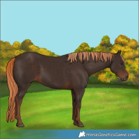 Horse Color:Liver Chestnut Rabicano