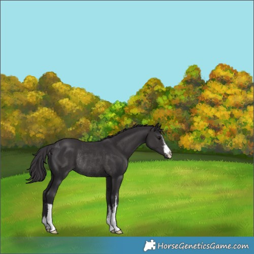 Horse Color:White Spotted Smoky Black Rabicano 