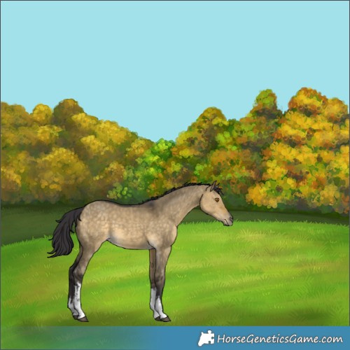 Horse Color:White Spotted Buckskin Dun 