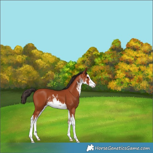 Horse Color:White Spotted Bay 
