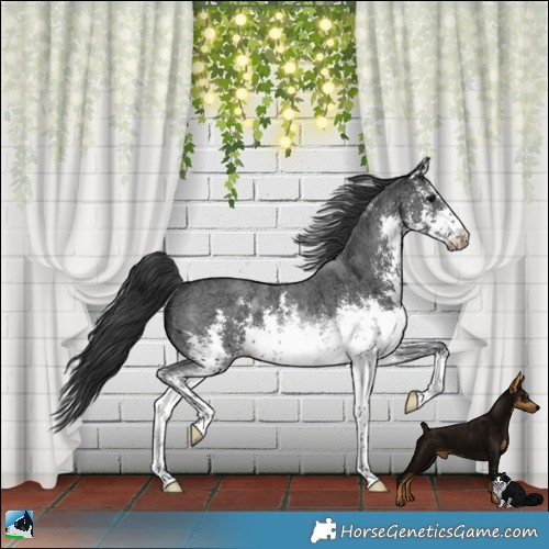 Horse Color:White Spotted Black Ice Sabino Rabicano 