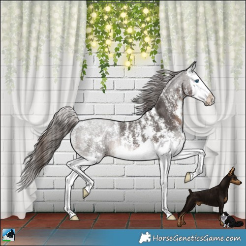 Horse Color:Powder White Liver Chestnut Sabino Splash 