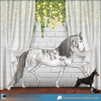 Horse Color:Powder White Liver Chestnut Sabino Splash 