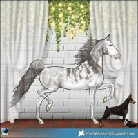 Horse Color:Powder White Liver Chestnut Sabino Splash