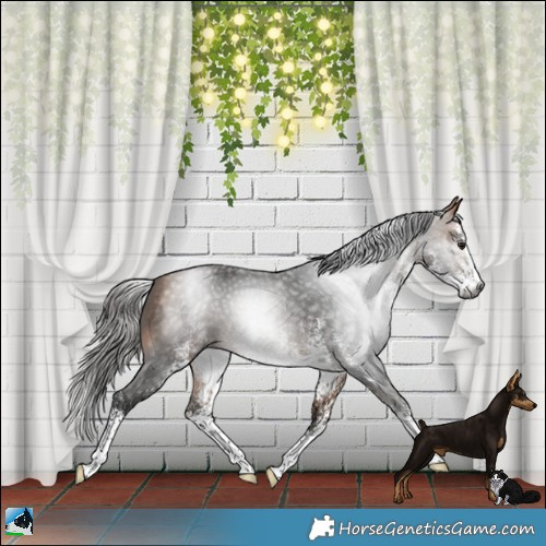 Horse Color:Gray White Spotted Buckskin