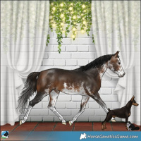 Horse Color:Gray White Spotted Buckskin 