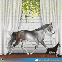 Horse Color:Gray White Spotted Buckskin