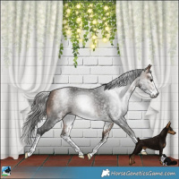 Horse Color:Gray White Spotted Buckskin