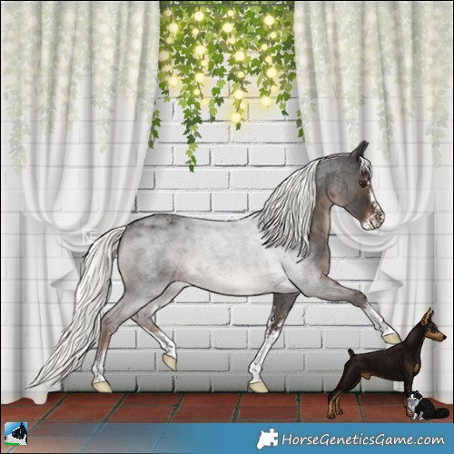 Horse Color:Liver Red Roan Mushroom Sabino Rabicano 