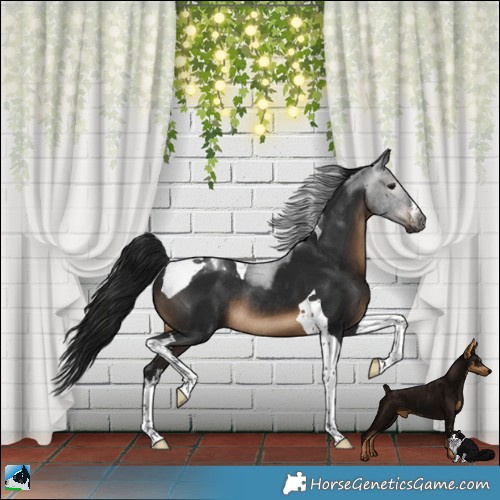 Horse Color:Gray White Spotted Brown Tobiano Rabicano