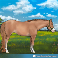 Horse Color:Gold Champagne