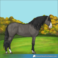 Horse Color:Grullo Splash 