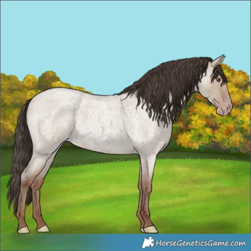 Horse Color:Classic Champagne Roan Dun 