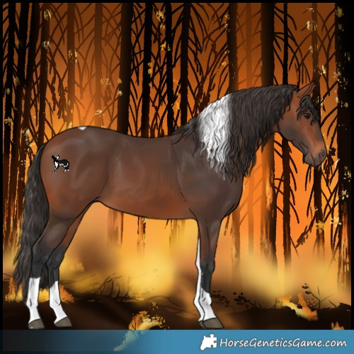 Horse Color:Bay Tobiano 