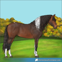 Horse Color:Bay Tobiano