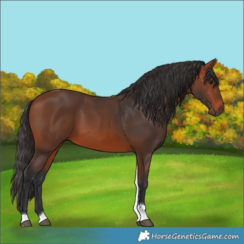 Horse Color:Bay Tobiano 