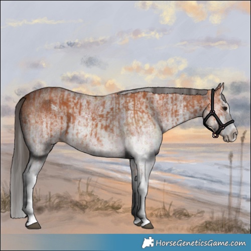 Horse Color:White Spotted Bay Splash  and White Spotted Bay Splash 