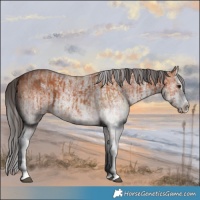 Horse Color:White Spotted Bay Splash  and White Spotted Bay Splash 