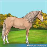 Horse Color:Gold Champagne Splash