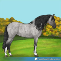 Horse Color:Grullo Roan Tobiano 