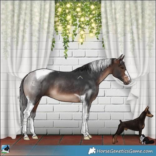 Horse Color:Brown Tobiano Rabicano