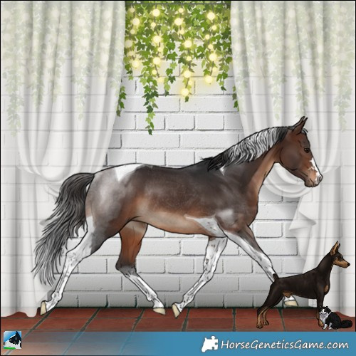 Horse Color:Brown Tobiano Rabicano 