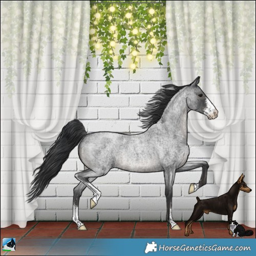 Horse Color:Blue Roan Sabino Rabicano
