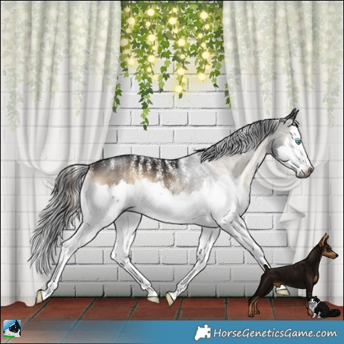 Horse Color:Powder White Gray White Spotted Brown Onyx Mushroom Splash 