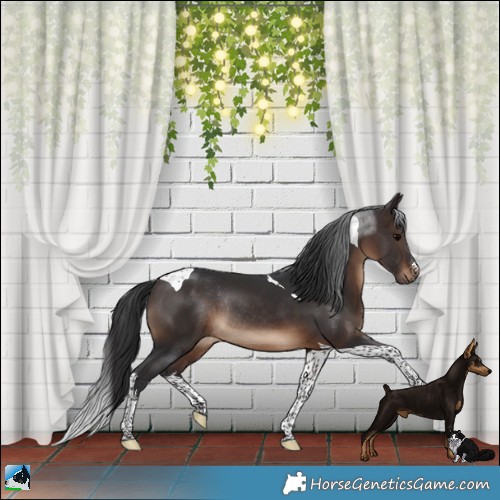Horse Color:White Spotted Brown Tobiano Rabicano 