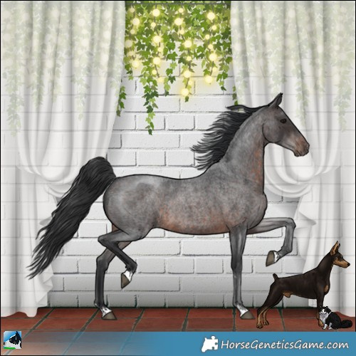 Horse Color:Brown Roan Mushroom Rabicano