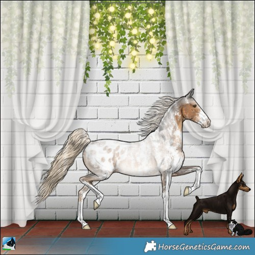 Horse Color:Powder White Chocolate Palomino Sabino Blanket