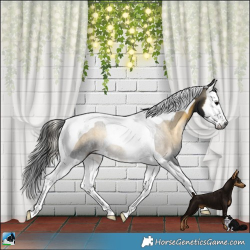 Horse Color:Gray White Spotted Buckskin Onyx Splash Tobiano 