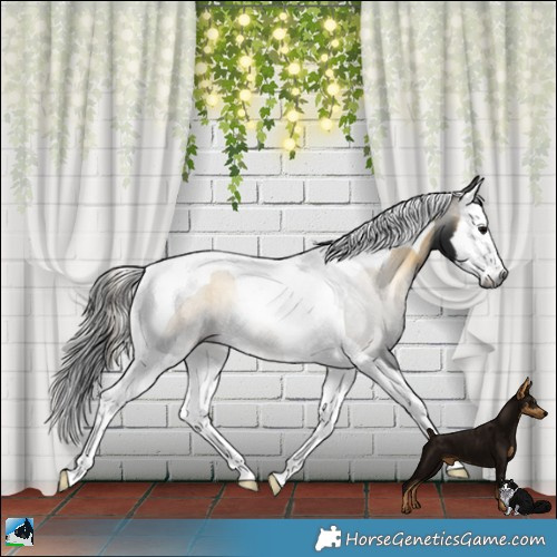 Horse Color:Gray White Spotted Buckskin Onyx Splash Tobiano 