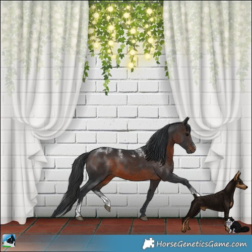 Horse Color:Powder White Brown Sabino Rabicano 